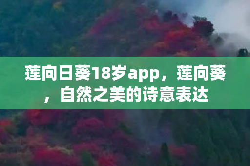 莲向日葵18岁app,莲向葵,自然之美的诗意表达 莲向日葵18岁app,莲向葵,自然之美的诗意表达