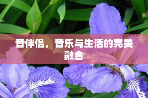 音伴侣,音乐与生活的完美融合 音伴侣,音乐与生活的完美融合
