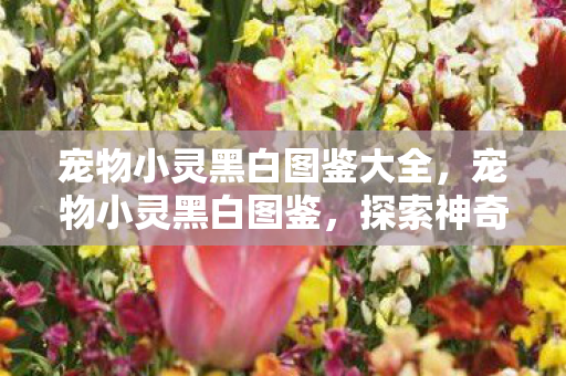 宠物小灵黑白图鉴大全，宠物小灵黑白图鉴，探索神奇生物的世界