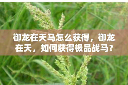 御龙在天马怎么获得，御龙在天，如何获得极品战马？