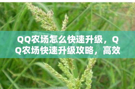 QQ农场怎么快速升级，QQ农场快速升级攻略，高效种植与策略规划