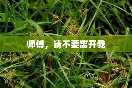 师傅,请不要离开我 师傅,请不要离开我