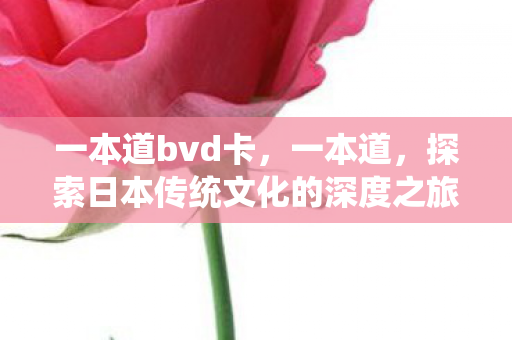 一本道bvd卡，一本道，探索日本传统文化的深度之旅