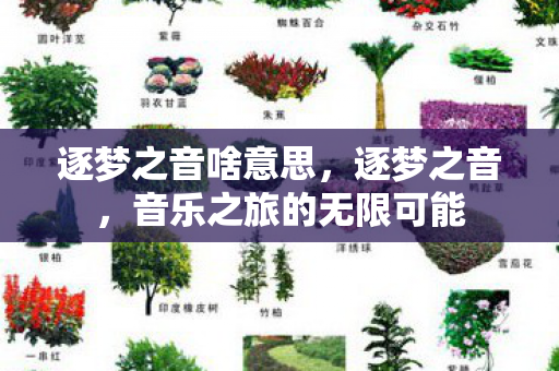 逐梦之音啥意思，逐梦之音，音乐之旅的无限可能