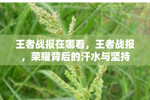 王者战报在哪看，王者战报，荣耀背后的汗水与坚持