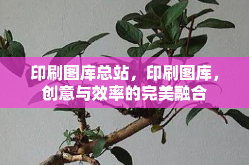 印刷图库总站，印刷图库，创意与效率的完美融合