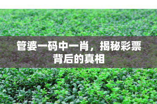 管婆一码中一肖，揭秘彩票背后的真相