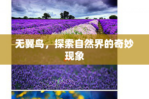 无翼鸟，探索自然界的奇妙现象