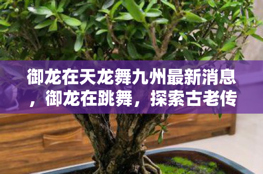 御龙在天龙舞九州最新消息，御龙在跳舞，探索古老传说中的神秘舞步