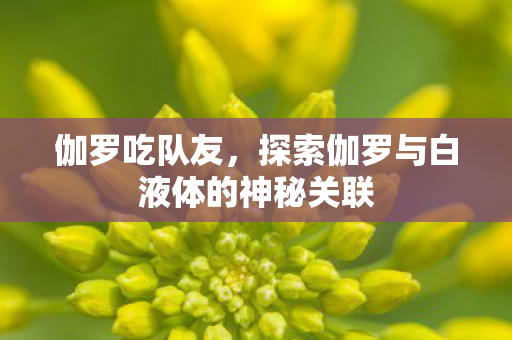 伽罗吃队友，探索伽罗与白液体的神秘关联