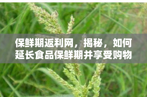 保鲜期返利网，揭秘，如何延长食品保鲜期并享受购物返利？