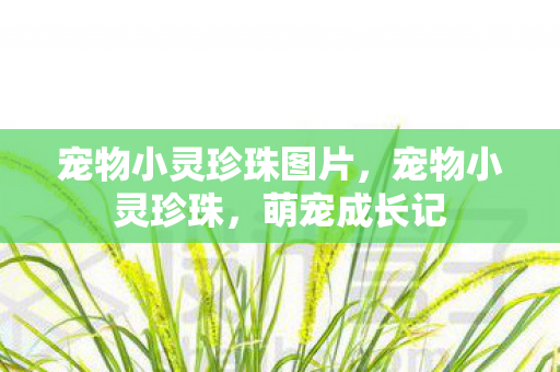 宠物小灵珍珠图片，宠物小灵珍珠，萌宠成长记