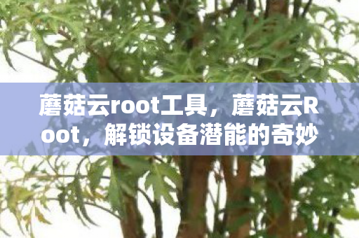 蘑菇云root工具，蘑菇云Root，解锁设备潜能的奇妙之旅