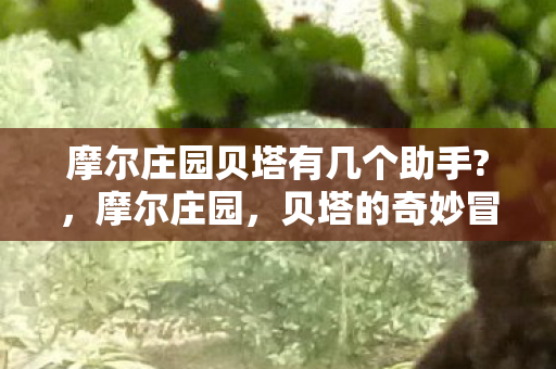 摩尔庄园贝塔有几个助手?，摩尔庄园，贝塔的奇妙冒险