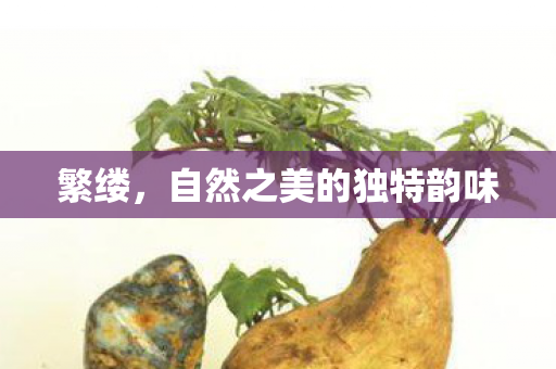 繁缕，自然之美的独特韵味