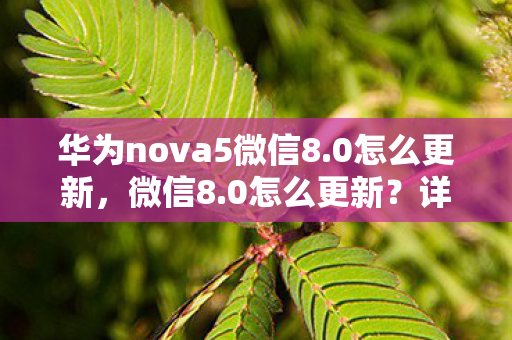 华为nova5微信8.0怎么更新，微信8.0怎么更新？详细步骤与注意事项