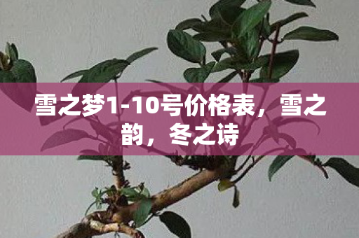 雪之梦1-10号价格表，雪之韵，冬之诗