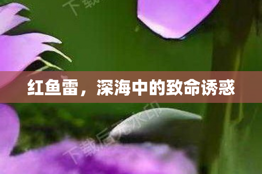 红鱼雷，深海中的致命诱惑