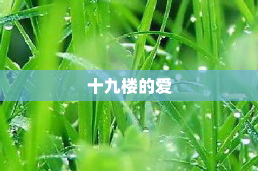 十九楼的爱图片