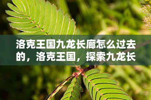 洛克王国九龙长廊怎么过去的图片