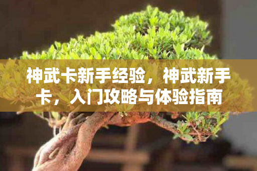 神武卡新手经验，神武新手卡，入门攻略与体验指南