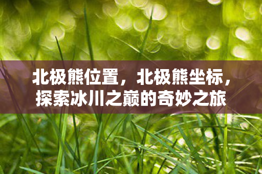 北极熊位置，北极熊坐标，探索冰川之巅的奇妙之旅