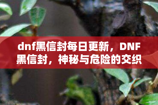 dnf黑信封每日更新，DNF黑信封，神秘与危险的交织