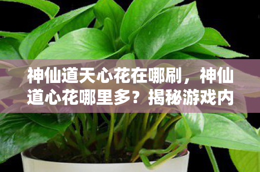 神仙道天心花在哪刷，神仙道心花哪里多？揭秘游戏内高效获取途径