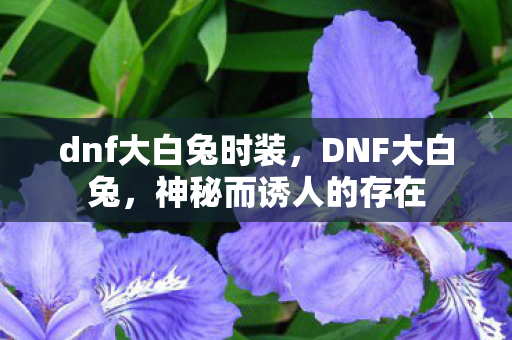 dnf大白兔时装，DNF大白兔，神秘而诱人的存在