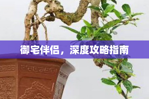 御宅伴侣，深度攻略指南