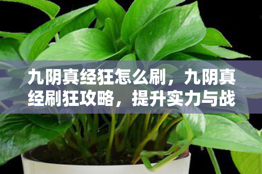 九阴真经狂怎么刷，九阴真经刷狂攻略，提升实力与战斗技巧的全面指南