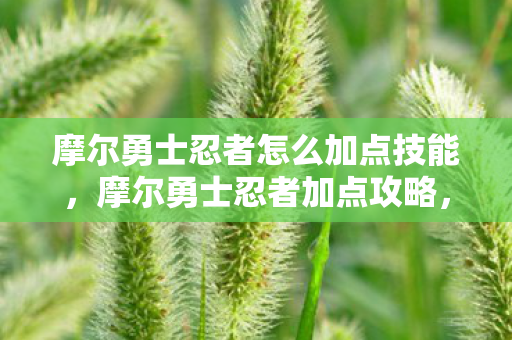 摩尔勇士忍者怎么加点技能，摩尔勇士忍者加点攻略，打造最强忍者阵容