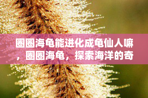 圈圈海龟能进化成龟仙人嘛图片