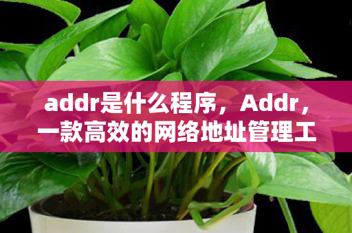 一款高效的网络地址管理工具图片