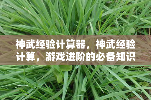 神武经验计算器，神武经验计算，游戏进阶的必备知识