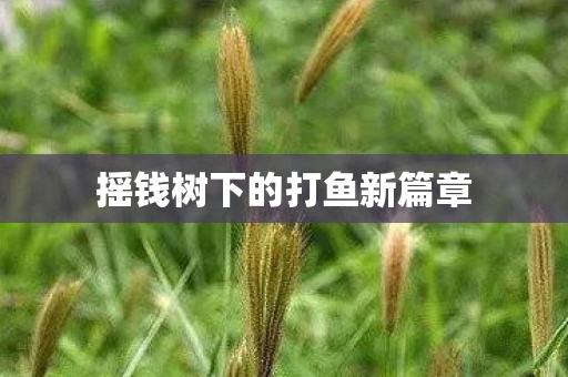 摇钱树下的打鱼新篇章