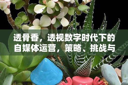 透骨香，透视数字时代下的自媒体运营，策略、挑战与机遇