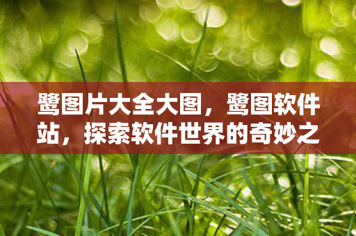 鹭图片大全大图，鹭图软件站，探索软件世界的奇妙之旅