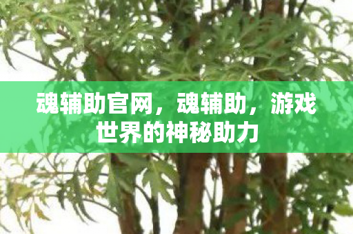 游戏世界的神秘助力图片
