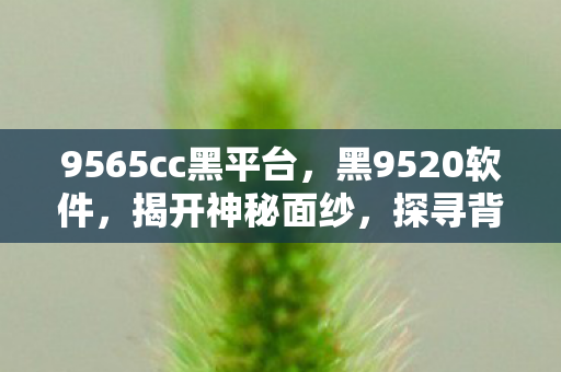 9565cc黑平台，黑9520软件，揭开神秘面纱，探寻背后的真相