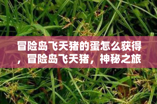 冒险岛飞天猪的蛋怎么获得，冒险岛飞天猪，神秘之旅与奇幻伙伴的相遇