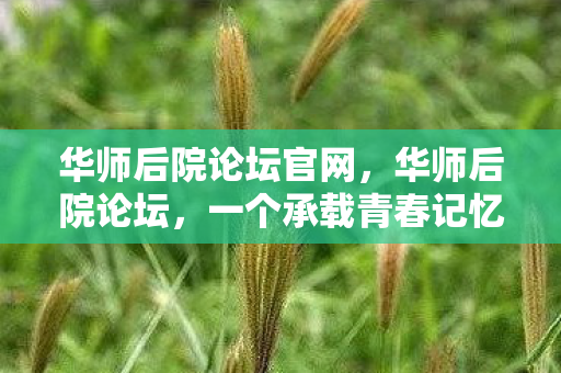 华师后院论坛官网,华师后院论坛,一个承载青春记忆的数字空间 华师后院论坛官网,华师后院论坛,一个承载青春记忆的数字空间
