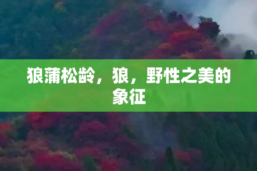 野性之美的象征图片