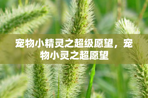 宠物小精灵之超级愿望,宠物小灵之超愿望 宠物小精灵之超级愿望,宠物小灵之超愿望