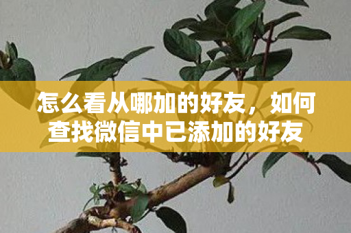 怎么看从哪加的好友,如何查找微信中已添加的好友 怎么看从哪加的好友,如何查找微信中已添加的好友