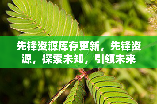 先锋资源库存更新，先锋资源，探索未知，引领未来
