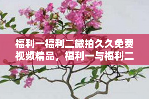 福利一福利二微拍久久免费视频精品，福利一与福利二，微拍中的惊喜与收获