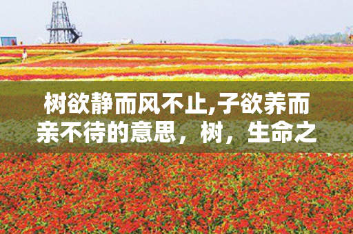 树欲静而风不止,子欲养而亲不待的意思，树，生命之网中的绿色奇迹