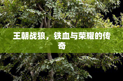 王朝战狼，铁血与荣耀的传奇