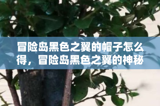 冒险岛黑色之翼的帽子怎么得，冒险岛黑色之翼的神秘帽子